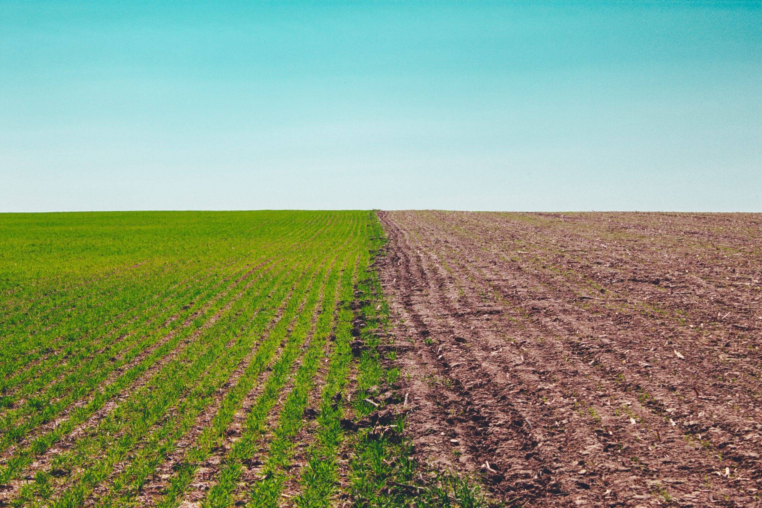 Optimal Cover Crop Planting